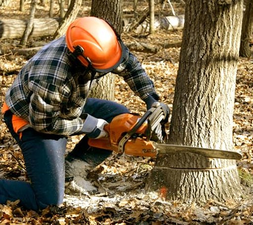 Tree Removal in Shady Dale, GA